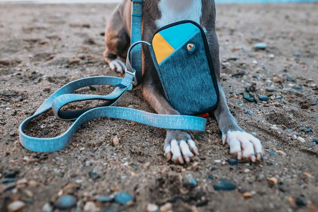 Spruce Grab & Go Leash Bag and Leash resting on the paws of a pup on the beach